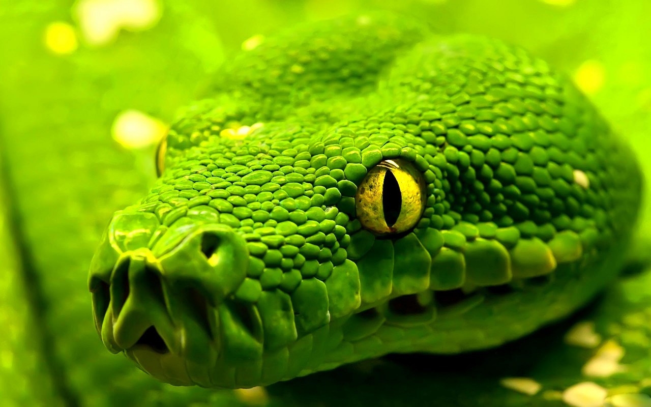 Ho visto una serpe, che significa? Simbologia del Serpente